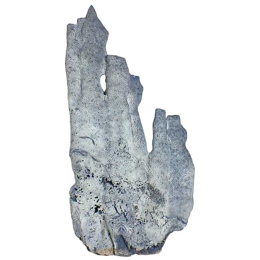 Massive Rare Blue Ridge Coral Specimen Heliopora Coerulea